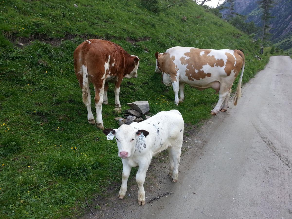 Appartement Haus Ursula à Kals-am Großglockner Extérieur photo